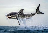 Большая белая акула сфотографирована во время охоты