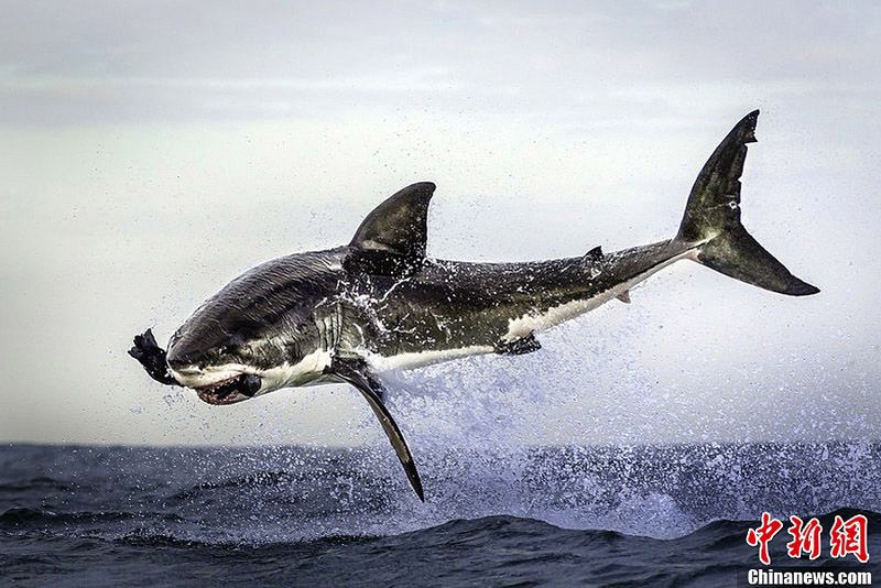 Большая белая акула сфотографирована во время охоты