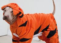 Оригинально! Собака Шарпей в одежде с изображением тигра