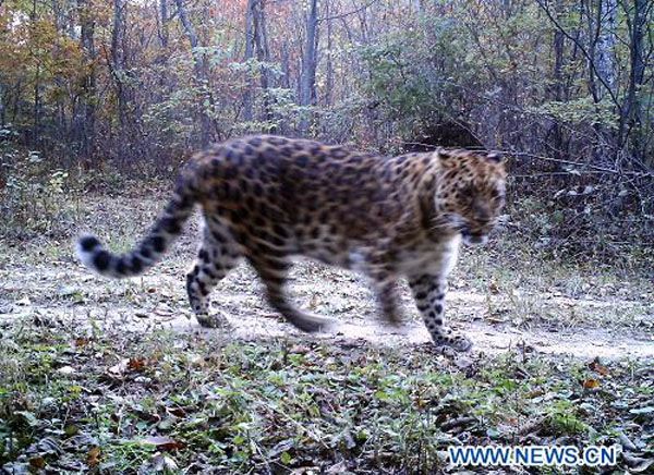 В Северо-Западном Китае впервые удалось снять на видео любовную пару дальневосточных леопардов и двух маньчжурских тиграх