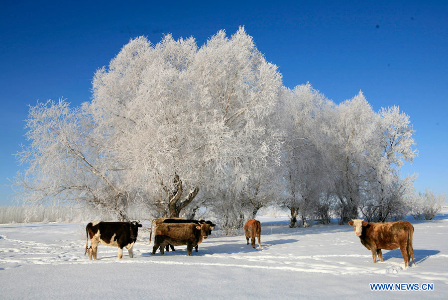 Зимние пейзажи Синьцзян-Уйгурского автономного района