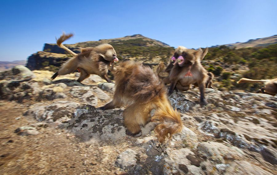 Прекрасные произведения фотоконкурса от «National Geographic» 2012