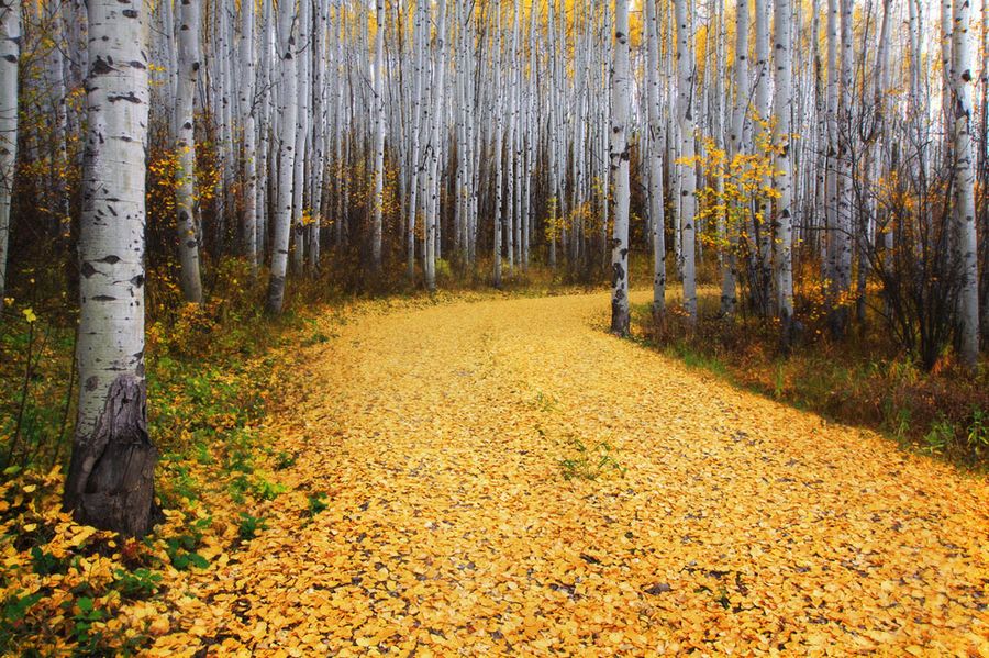 Прекрасные произведения фотоконкурса от «National Geographic» 2012