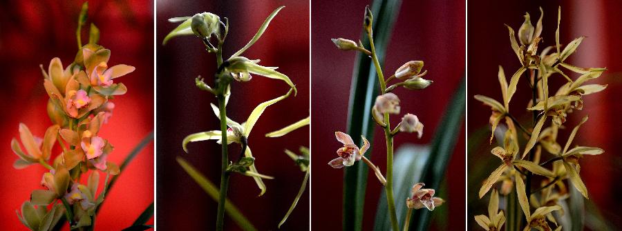 Выставка редких сортов орхидей с Тайваня в Цзинане