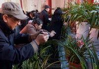 Выставка редких сортов орхидей с Тайваня в Цзинане 