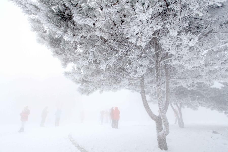 Иней - зимнее одеяние деревьев в деревне Ашэнь