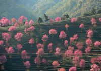 Цветушие деревья провинции Юньнань 