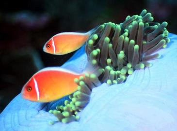 Подводный мир архипелага Раджа-Ампат в Индонезии