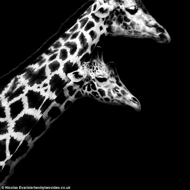 Потрясающие черно-белые фото животных2