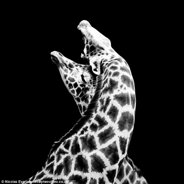 Потрясающие черно-белые фото животных4