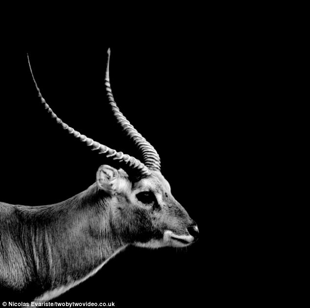 Потрясающие черно-белые фото животных5