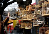 Наслаждение: Жители Пекина гуляют с птицами под зимним солнцем 