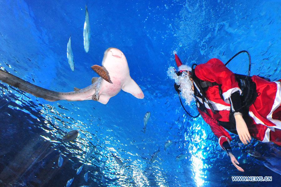 В Банкогском аквариуме состоялось рождественское шоу