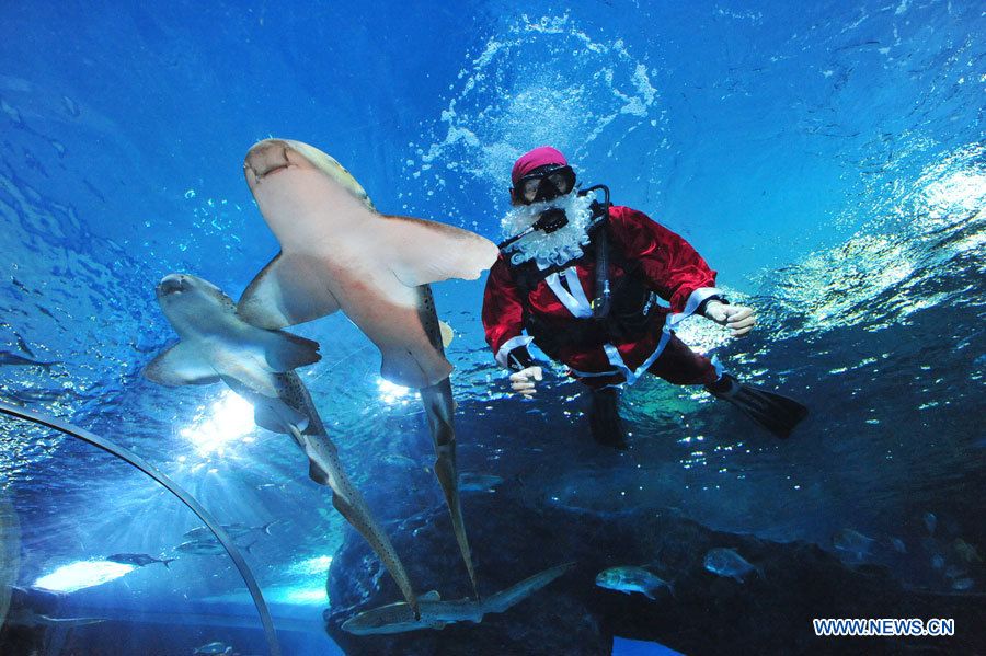 В Банкогском аквариуме состоялось рождественское шоу