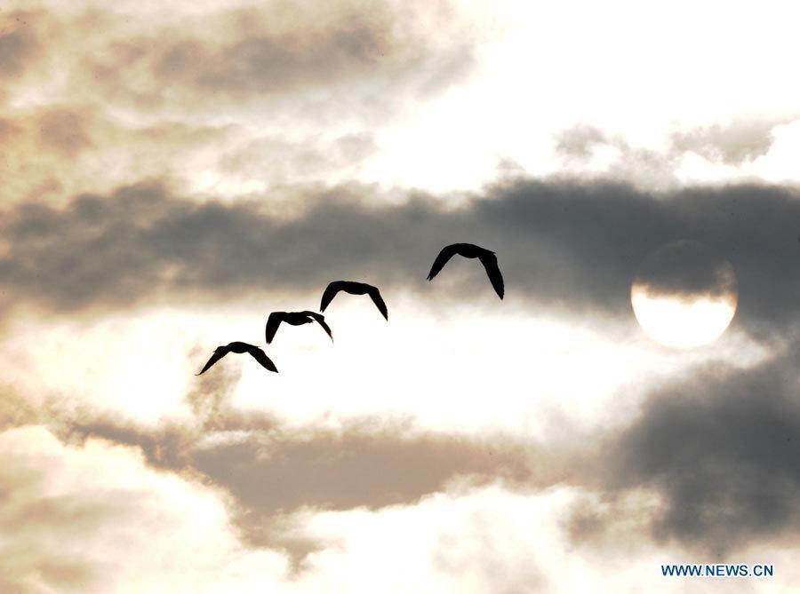 Черношейные журавли прилетели на зимовку на озеро Няньху в провинции Юньнань