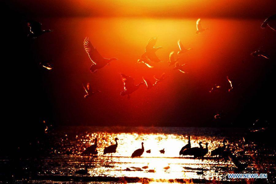 Черношейные журавли прилетели на зимовку на озеро Няньху в провинции Юньнань