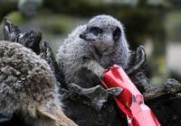 Животные из британского зоопарка 'Уипснейд' присоединились к празднованию Рождества
