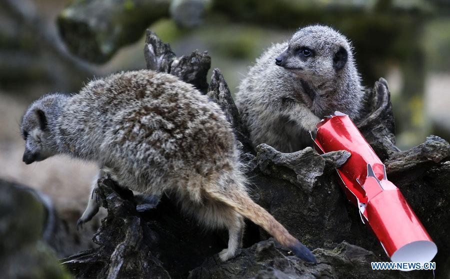 Животные из британского зоопарка 'Уипснейд' присоединились к празднованию Рождества