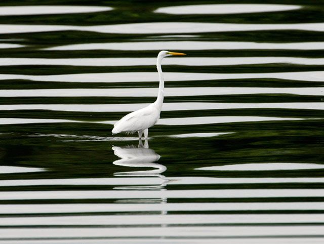 Наилучшие фотографии за 2012: природа и животные