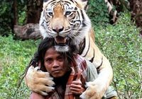 Дружба индонезийского мужчины и тигра 