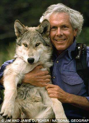 Смелые ученые-супруги с волком вместе живут 6 лет 勇敢科学家夫妇与狼共舞6年亲如一家