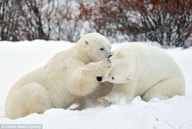 Ласково обнявшиеся два белые медведи даже в борьбе 两北极熊打斗玩耍中不忘深情拥抱