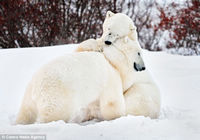 Ласково обнявшиеся два белые медведи даже в борьбе