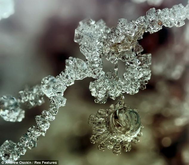 Красивые водные капли в объективах российского фотографа 俄摄影师微距拍水珠 梦幻唯美