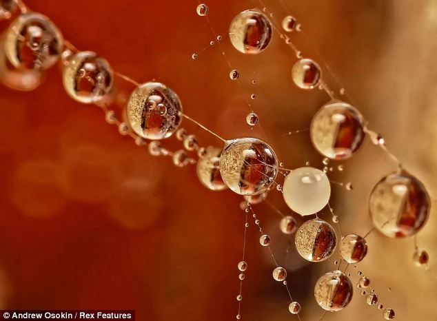 Красивые водные капли в объективах российского фотографа 俄摄影师微距拍水珠 梦幻唯美