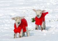 Фото: зимние одежды животных 