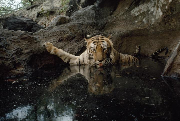 Десять замечательных фотографий от National Geographic