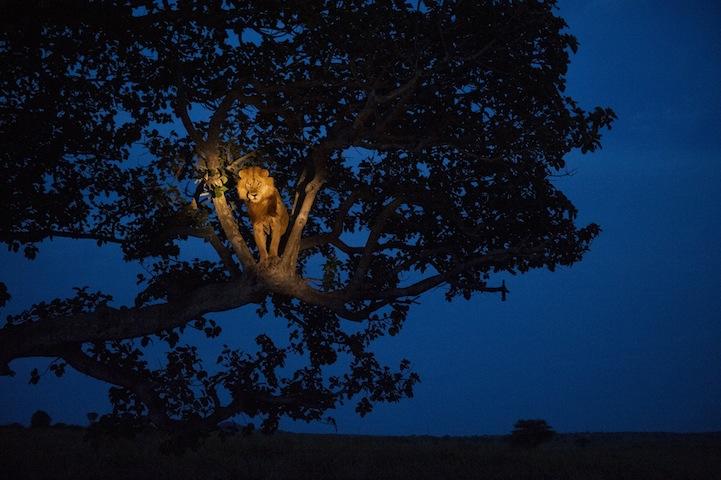 Десять замечательных фотографий от National Geographic