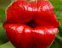 Редкий цвет напоминает чувственные красные губы 