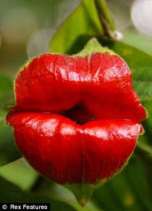 Редкий цвет напоминает чувственные красные губы 