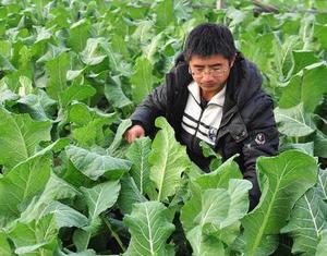 Выпускники вузов уезда Цзоупин провинции Шаньдун, родившиеся во второй половине 80-х гг.прошлого века, вернулись на родину на выращивание овощей