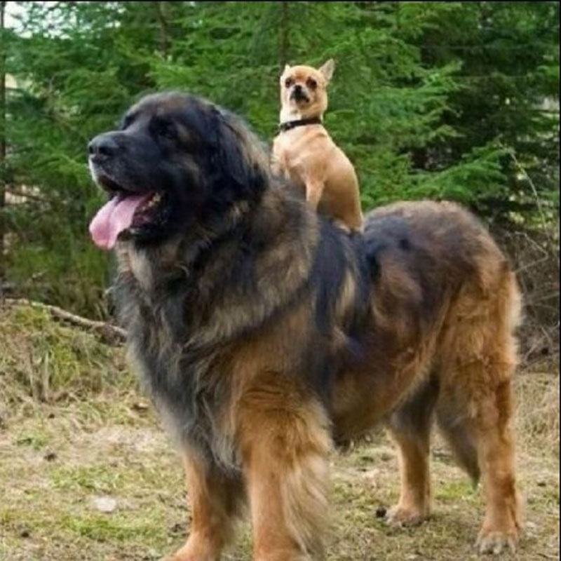 Простодушные и очаровательные гигантские собаки2