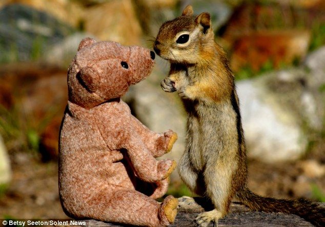 Бурундук с нежностью целует игрушку мишки Тедди