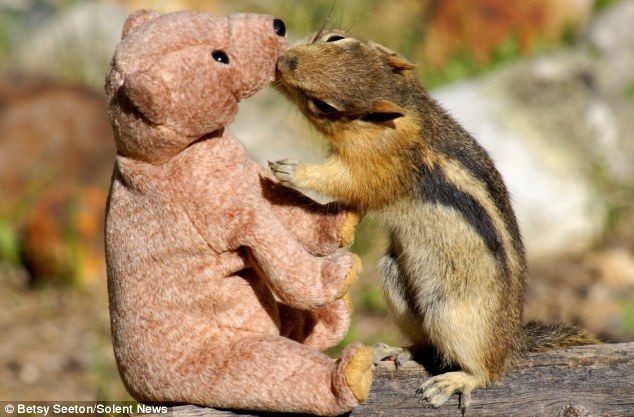 Бурундук с нежностью целует игрушку мишки Тедди
