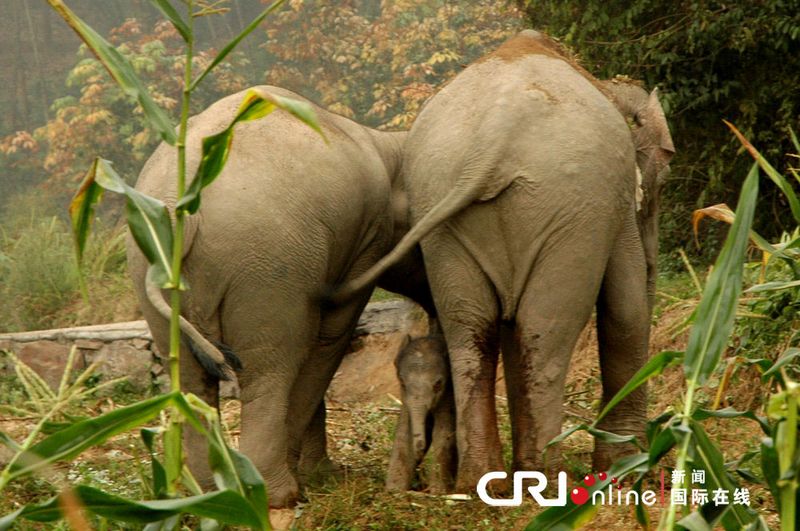 В Китае: дикие слоны напали деревни в провинции Юньнань 