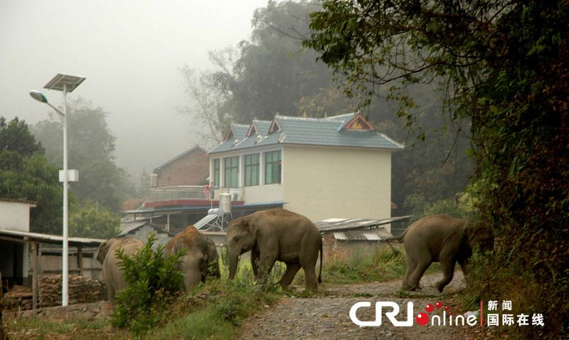 В Китае: дикие слоны напали деревни в провинции Юньнань 