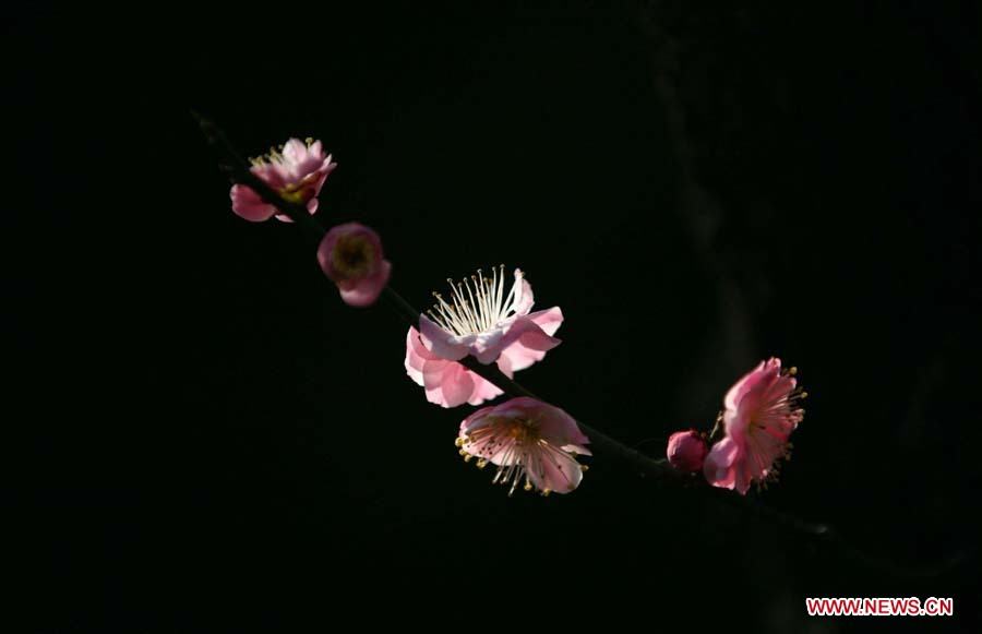 Цветущие сливовые деревья в Нанкине