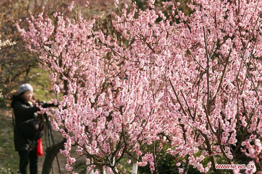 Цветущие сливовые деревья в Нанкине