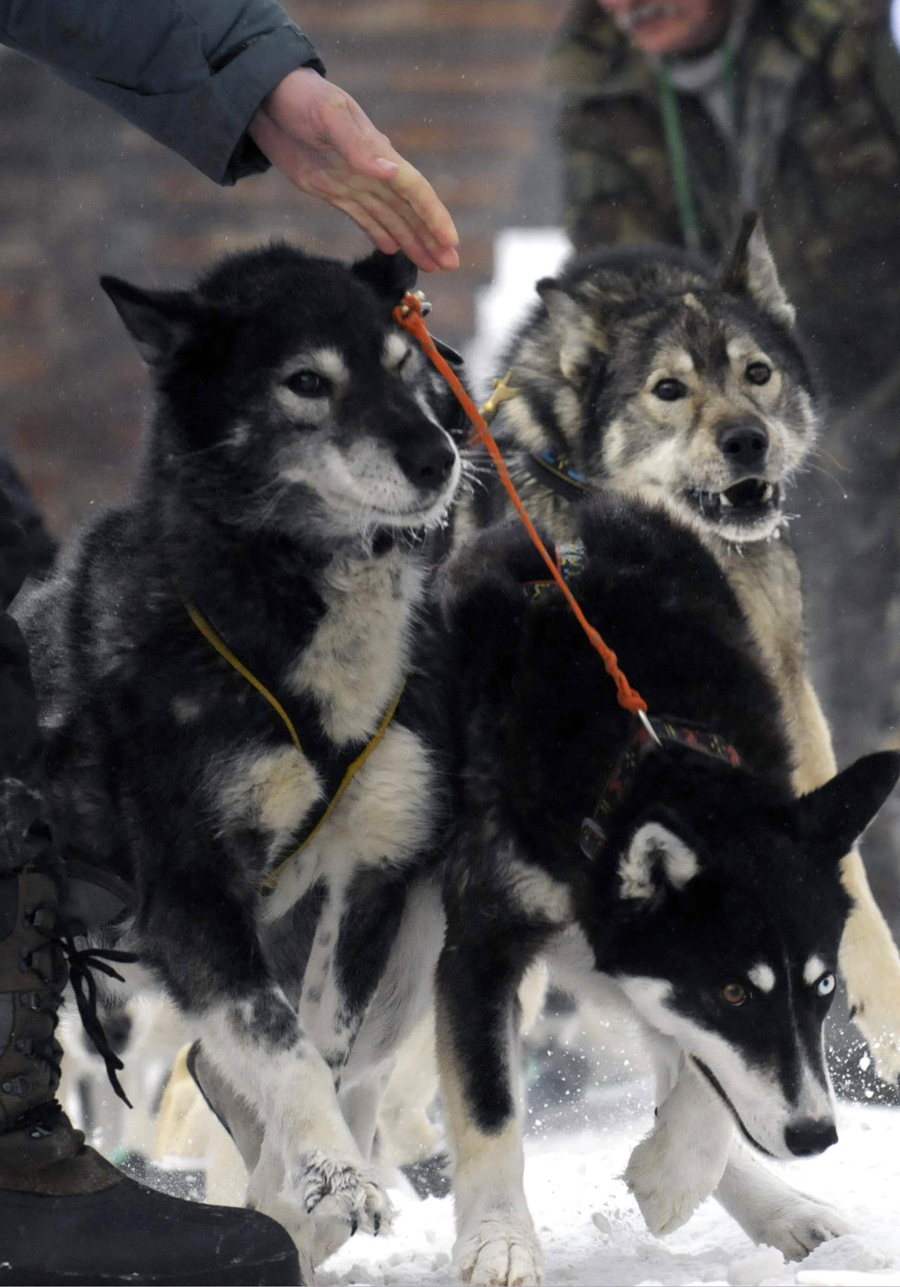Гонки на собачьих упряжках 'Берингия 2013'4