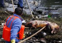 Свиной вирус обнаружен в одной из проб биоматериала от трупов свиней, найденных в реке Хуанпу в Шанхае