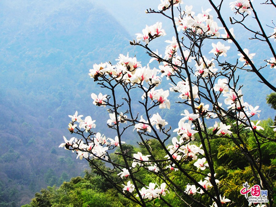 Путешествие по Китаю: красивая магнолия на горе Хуаншань