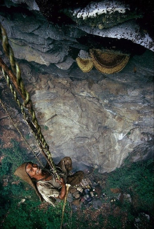 Напальцы, выбирающие мед на гималайских скалах 喜马拉雅峭壁上的尼泊尔采蜂者