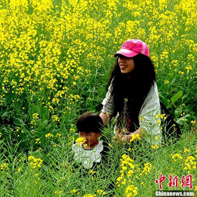 Цветущие рапсы в провинции Фуцзянь привлекают туристов
