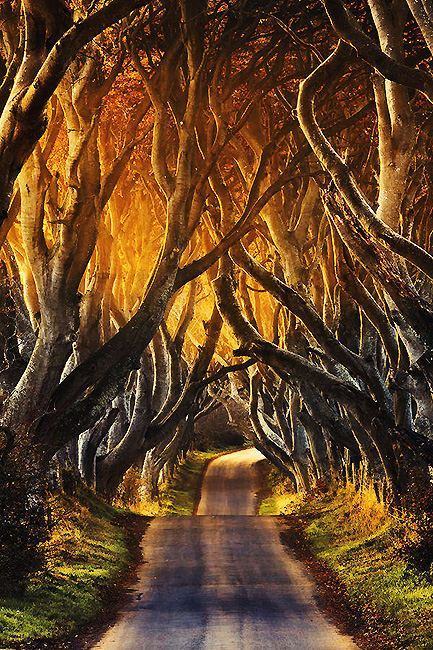 10 самых красивых «тоннелей из деревьев» в мире