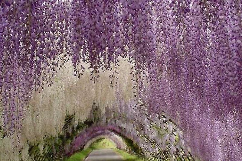 10 самых красивых «тоннелей из деревьев» в мире