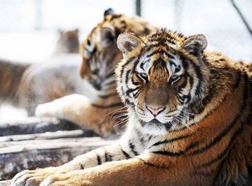 Парк амурских тигров в городе Харбин